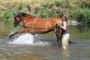 Pferd scharrt im Wasser