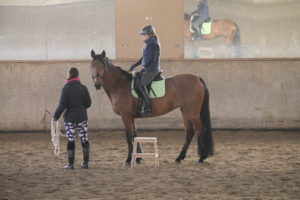 Reiterin auf jungem Pferd